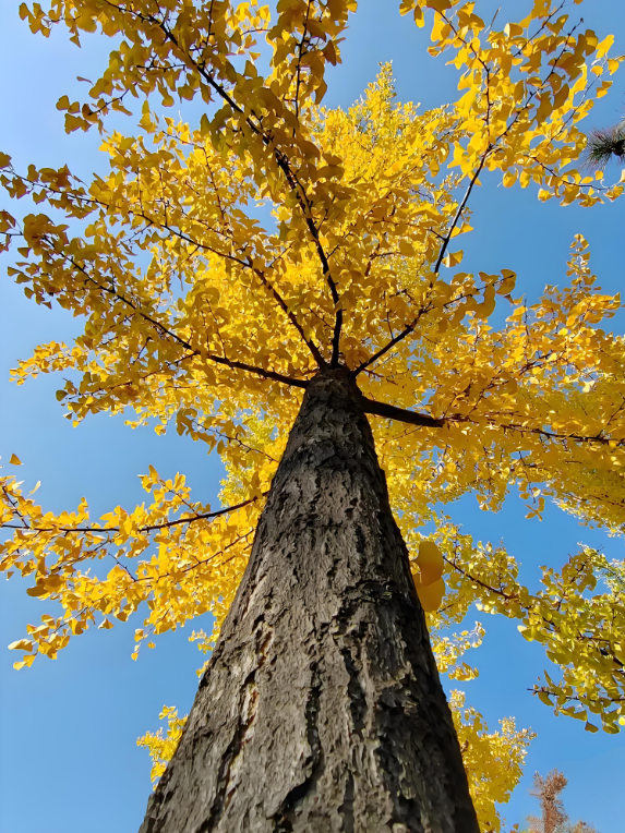 金秋致信：寰宇板材以质践诺，回馈每一份信赖